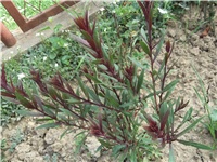 96476755-Picture 016.jpg